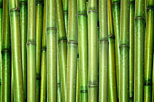 Bambus - Obraz na stenu zs4468